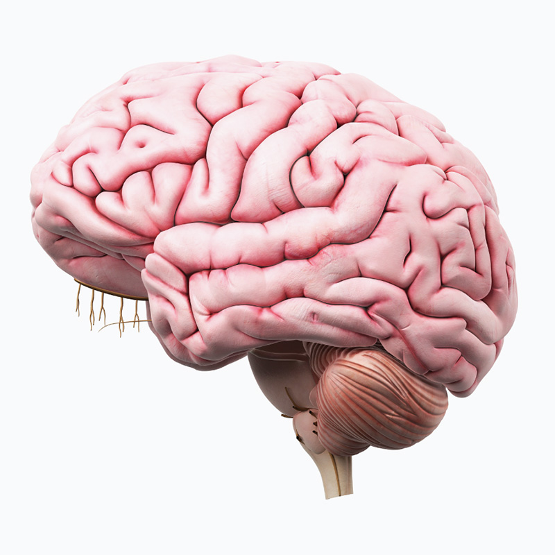 digital illustration of a brain