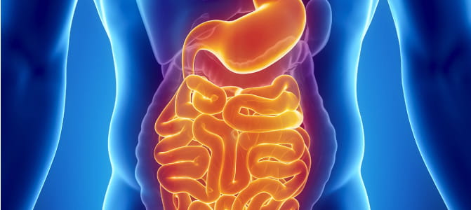 gut