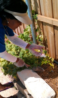 Cheryl gardening