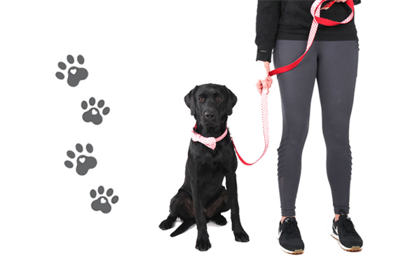 dog with AHA collar and leash dog with AHA collar and leash