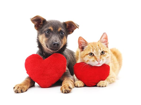 puppy kitten heart puppy kitten heart