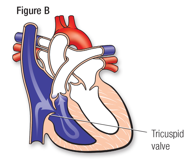 Normal heart figure B