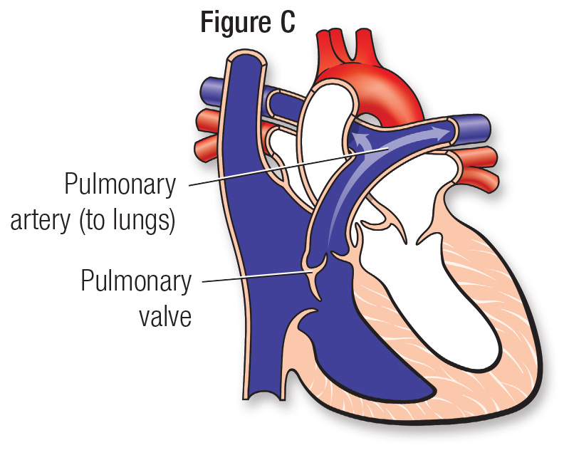 Normal heart figure C