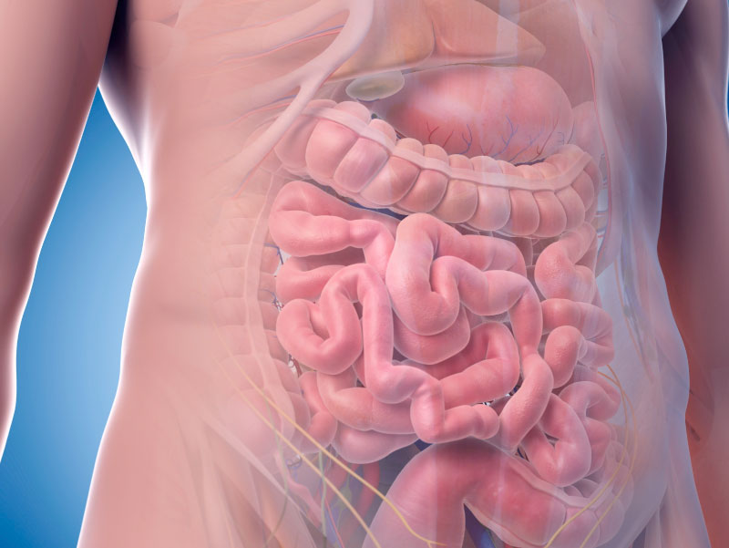 Illustration of torso with intestines.