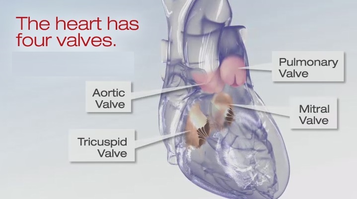Heart valve illustration. 