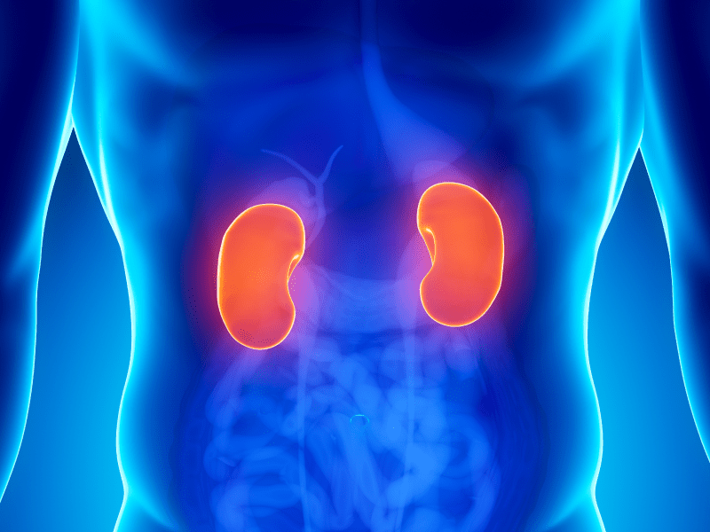 Illustration of torso with kidneys