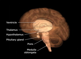 Labeled parts of the forebrain