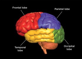 the labled our parts of the brain lobes