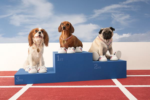 winner dogs on podium winner_dogs