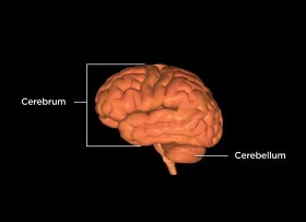 Cerebral Hemispheres